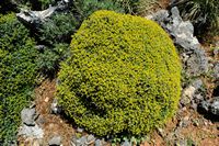 La flore et la faune de l’île de Crète. Euphorbe épineuse (Euphorbia acanthothamnos) à Kallikratis. Cliquer pour agrandir l'image dans Adobe Stock (nouvel onglet).