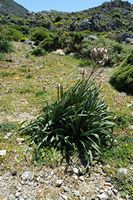 La flore et la faune de l’île de Crète. Asphodèle ramifié (Asphodelus ramosus) près de Kallikratis. Cliquer pour agrandir l'image.