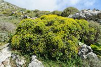 La flore et la faune de l’île de Crète. Euphorbe épineuse (Euphorbia acanthothamnos) dans les gorges d'Imbros. Cliquer pour agrandir l'image.
