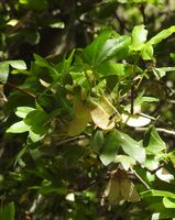 La flore et la faune de l’île de Crète. Érable de Crète (Acer sempervirens) dans les gorges d'Imbros (auteur Robert Flogaus-Faust). Cliquer pour agrandir l'image.