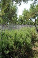 La flore et la faune de l’île de Crète. Lavande (Lavandula) à Agios Nektarios, Sfakia. Cliquer pour agrandir l'image.