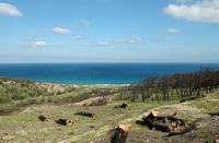 Végétation brûlée au site de Camiros à Rhodes. Cliquer pour agrandir l'image.