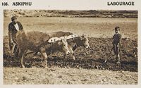 La ville de Sfakia en Crète. Labourage sur le plateau d'Askyfou (auteur Frédéric Boissonnas, 1919). Cliquer pour agrandir l'image.