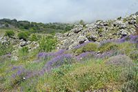 La ville de Sfakia en Crète. Fleurs violettes à l'entrée des gorges d'Imbros. Cliquer pour agrandir l'image.