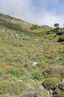 La ville de Sfakia en Crète. L'entrée des gorges d'Imbros. Cliquer pour agrandir l'image.