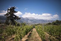 La ville de Vryssès en Crète. Le vignoble Dourakis à Alikampos (auteur Dourakis). Cliquer pour agrandir l'image.