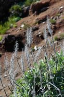 Plante à identifier, Pico do Arieiro. Cliquer pour agrandir l'image dans Adobe Stock (nouvel onglet).