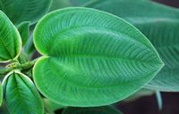 Quinta Jardins do Imperador à Madère. Plante à identifier, feuille. Cliquer pour agrandir l'image dans Adobe Stock (nouvel onglet).