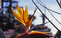 Oiseau de paradis, jardin botanique. Cliquer pour agrandir l'image.