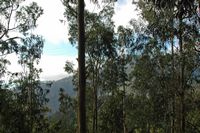 Bois eucalyptus, eiro do serrado. Cliquer pour agrandir l'image.