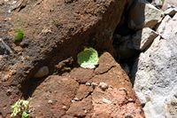Aeonium sp, Pico do Arieiro. Cliquer pour agrandir l'image.