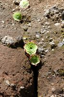 Aeonium sp, Pico do Arieiro. Cliquer pour agrandir l'image.