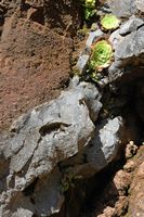 Aeonium sp, Pico do Arieiro. Cliquer pour agrandir l'image.