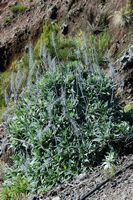 Plante à identifier, Pico do Arieiro. Cliquer pour agrandir l'image.