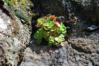 Plante succulente à identifier, Pico do Arieiro. Cliquer pour agrandir l'image.