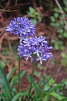 Agapanthe bleue, levada. Cliquer pour agrandir l'image.