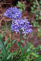Agapanthe bleue, levada. Cliquer pour agrandir l'image.