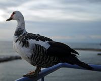 Oiseau marin, Calheta beach. Cliquer pour agrandir l'image.