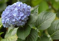 Hortensia (Hydrangea macrophylla), quinta da Junta. Cliquer pour agrandir l'image.