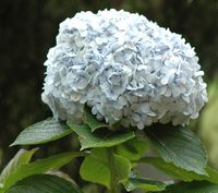 Hortensia (Hydrangea macrophylla), quinta da Junta. Cliquer pour agrandir l'image.