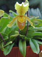 Orchidée, belvédère de Portela. Cliquer pour agrandir l'image.