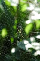 Argiope rayée, ponta do pargo. Cliquer pour agrandir l'image.