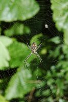 Argiope rayée, ponta do pargo. Cliquer pour agrandir l'image.