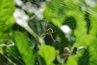 Argiope rayée, ponta do pargo. Cliquer pour agrandir l'image.