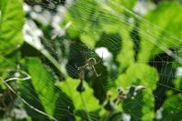 Argiope rayée, ponta do pargo. Cliquer pour agrandir l'image.