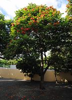 Tulipier du gabon, spathodea campanulata, hospicio dona maria. Cliquer pour agrandir l'image.