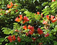 Tulipier du gabon, spathodea campanulata, hospicio dona maria. Cliquer pour agrandir l'image.