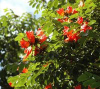 Tulipier du gabon, spathodea campanulata, hospicio dona maria. Cliquer pour agrandir l'image.