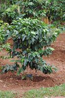 Le Jardin botanique de Madère. Caféier d'Arabie (Coffea arabica), plante. Cliquer pour agrandir l'image.
