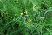 Le Jardin botanique de Madère. Fenouil commun (Foeniculum vulgare), fleurs. Cliquer pour agrandir l'image.