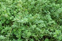 Le Jardin botanique de Madère. Origan commun, marjolaine (Origanum vulgare), plante. Cliquer pour agrandir l'image.