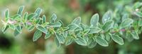 Le Jardin botanique de Madère. Origan commun, marjolaine (Origanum vulgare), rameau. Cliquer pour agrandir l'image.
