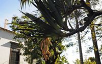La Quinta das Cruzes à Funchal à Madère. Vacoa (Pandanus utilis). Cliquer pour agrandir l'image.