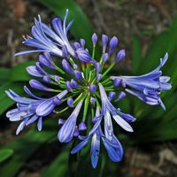 Quinta Jardins do Imperador à Madère. Agapanthe bleue, agapanthus umbellatus, fleur. Cliquer pour agrandir l'image.