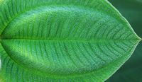 Quinta Jardins do Imperador à Madère. Plante à identifier, feuille. Cliquer pour agrandir l'image.