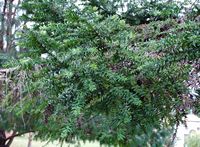 La quinta do Palheiro à Madère. Pin bunya, araucaria bidwillii, feuillage. Cliquer pour agrandir l'image.