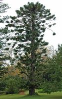 La quinta do Palheiro à Madère. Pin bunya, araucaria bidwillii, plante. Cliquer pour agrandir l'image.
