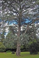La quinta do Palheiro à Madère. Cèdre bleu de l'Atlas, cedrus atlantica glauca, plante. Cliquer pour agrandir l'image.