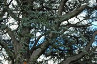 La quinta do Palheiro à Madère. Cèdre bleu de l'Atlas, cedrus atlantica glauca, branchage. Cliquer pour agrandir l'image.
