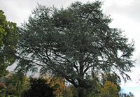 La quinta do Palheiro à Madère. Cèdre bleu de l'Atlas, cedrus atlantica glauca, houppier. Cliquer pour agrandir l'image.