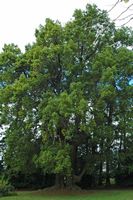 La quinta do Palheiro à Madère. Camphrier, cinnamomum camphora, plante. Cliquer pour agrandir l'image.