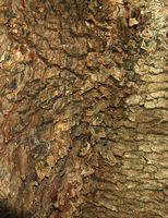 La quinta do Palheiro à Madère. Camphrier, cinnamomum camphora, écorce. Cliquer pour agrandir l'image.