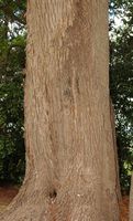 La quinta do Palheiro à Madère. Camphrier, cinnamomum camphora, tronc. Cliquer pour agrandir l'image.