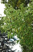 La quinta do Palheiro à Madère. Camphrier, cinnamomum camphora, feuillage. Cliquer pour agrandir l'image.