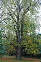 La quinta do Palheiro à Madère. Tulipier de Virginie, liriodendron tulipifera, plante. Cliquer pour agrandir l'image.