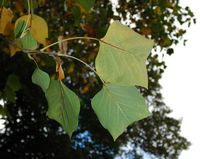 La quinta do Palheiro à Madère. Tulipier de Virginie, liriodendron tulipifera, feuilles. Cliquer pour agrandir l'image.